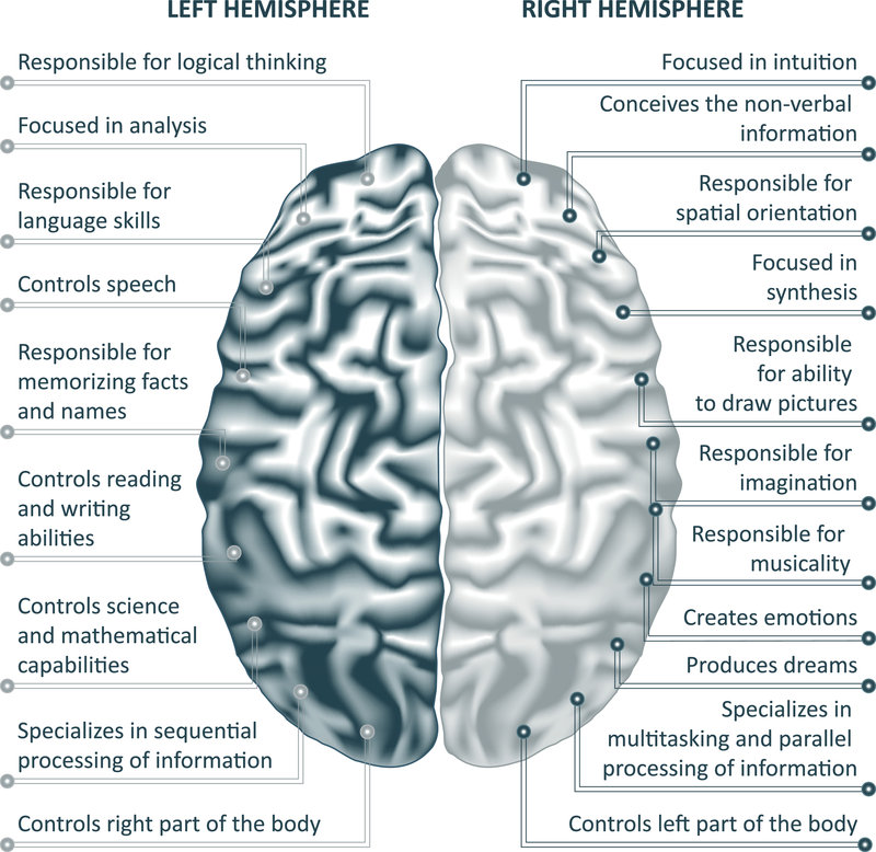 Brain left analytical and right creative hemispheres 